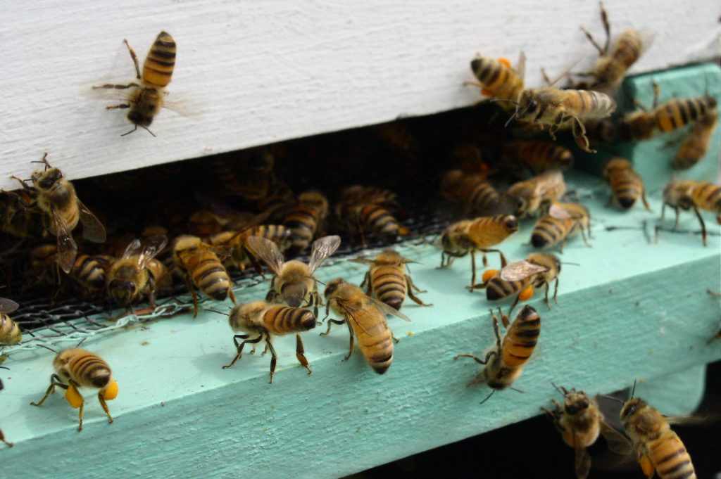 Possible Reasons For Colony Collapse Disorder